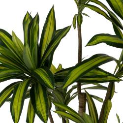 Dirbtinis augalas DRACAENA 200h žalias