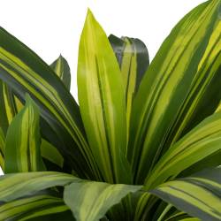 Dirbtinis augalas DRACAENA 110h žalias