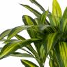 Dirbtinis augalas DRACAENA 110h žalias