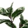 Dirbtinis augalas DRACAENA 120h žalias