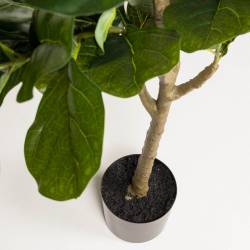 Dirbtinė gėlė FICUS 