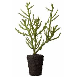 Dirbtinė gėlė FLORA H35