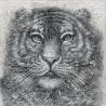 Paveikslas GREY LION 120x120 pilkas