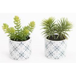 Dekoratyvinė gėlė CACTUS
