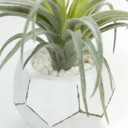 Dirbtinė gėlė TILLANDSIA