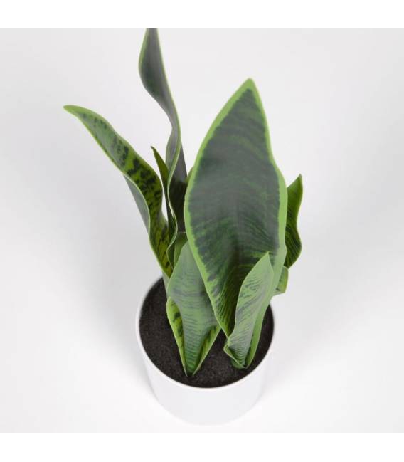 Dirbtinė gėlė SANSEVIERIA