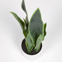 Dirbtinė gėlė SANSEVIERIA