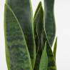 Dirbtinė gėlė SANSEVIERIA