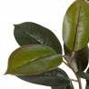 Dirbtinis augalas FICUS 49x125 žalias