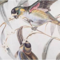 Pagalvėlė BIRDS 45x45