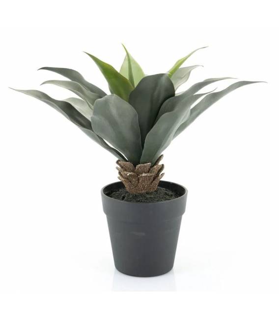 Dirbtinis augalas AGAVE