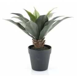 Dirbtinis augalas AGAVE
