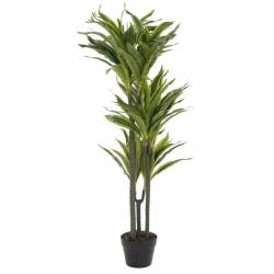 Dirbtinis augalas DRACAENA