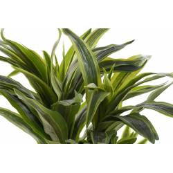 Dirbtinis augalas DRACAENA