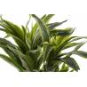 Dirbtinis augalas DRACAENA