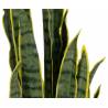 Dirbtinis augalas DRACAENA