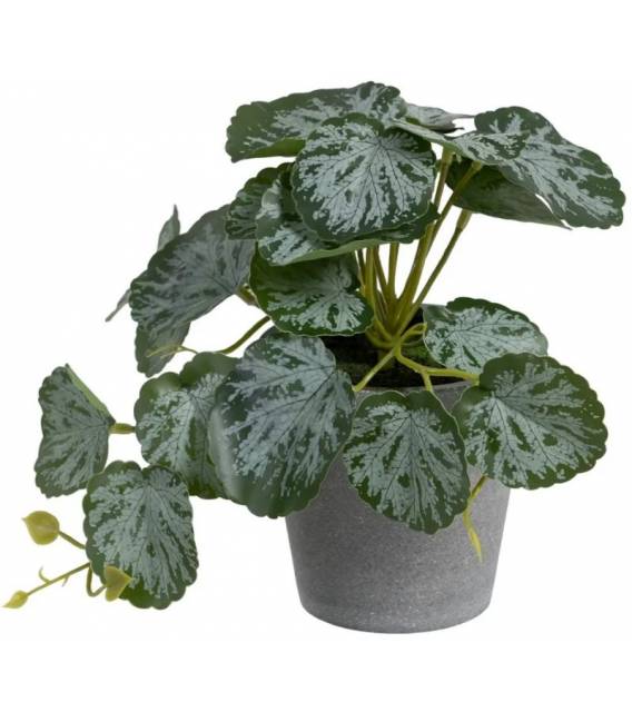 Dirbtinis augalas SAXIFRAGA