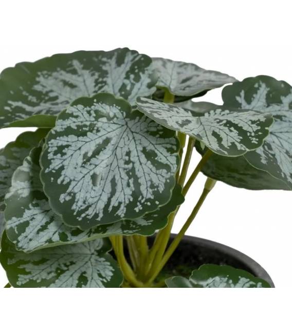 Dirbtinis augalas SAXIFRAGA