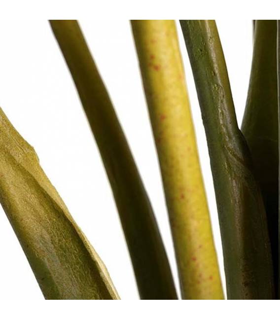 Dirbtinė gėlė COLOCASIA ESCULENTA žalia