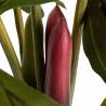 Dirbtinė gėlė COLOCASIA ESCULENTA žalia