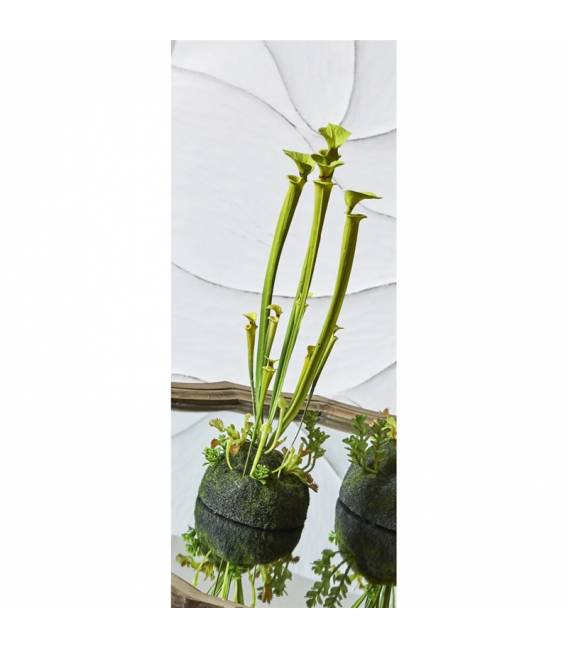 Dirbtinė gėlė SARRACENIA žalia