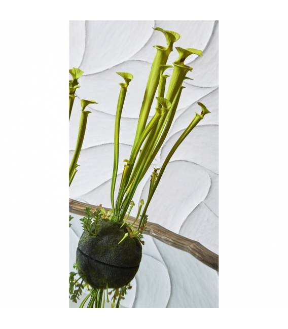 Dirbtinė gėlė SARRACENIA Ø16x60 žalia