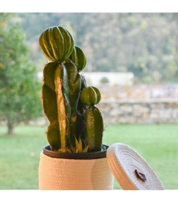 Dirbtinis augalas CACTUS 19x47 žalias