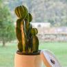 Dirbtinis augalas CACTUS 19x47 žalias