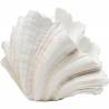 Vaza CONCHA 36x57 balta
