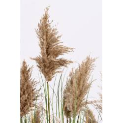 Dirbtinis augalas GYNERIUM PAMPAS H150 smėlio