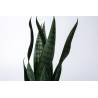 Dirbtinė gėlė SANSEVIERIA 10x42 žalia