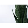 Dirbtinė gėlė SANSEVIERIA 10x42 žalia