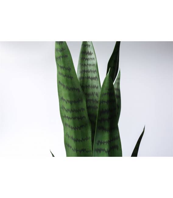 Dirbtinis augalas SANSEVIERIA 12x75 žalias