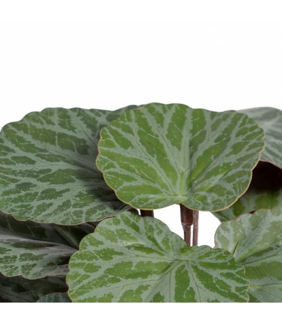 Dirbtinis augalas SAXIFRAGA 20x21 žalias