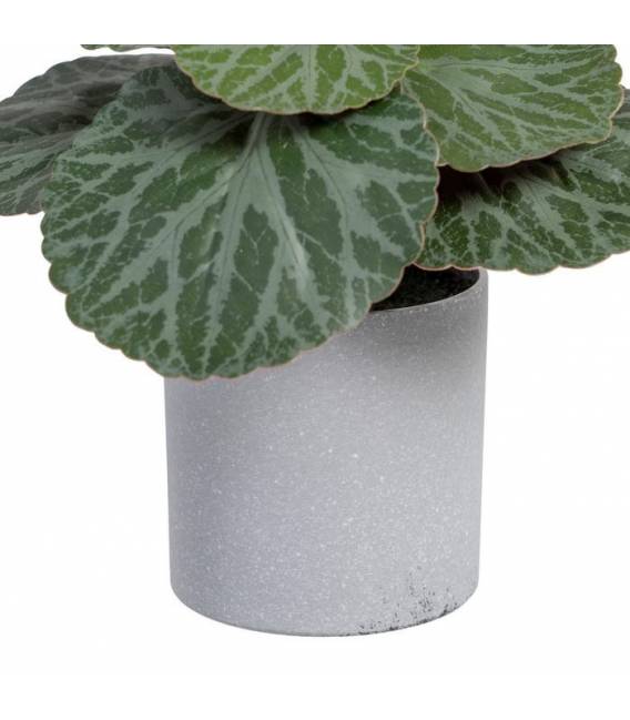 Dirbtinis augalas SAXIFRAGA 20x21 žalias